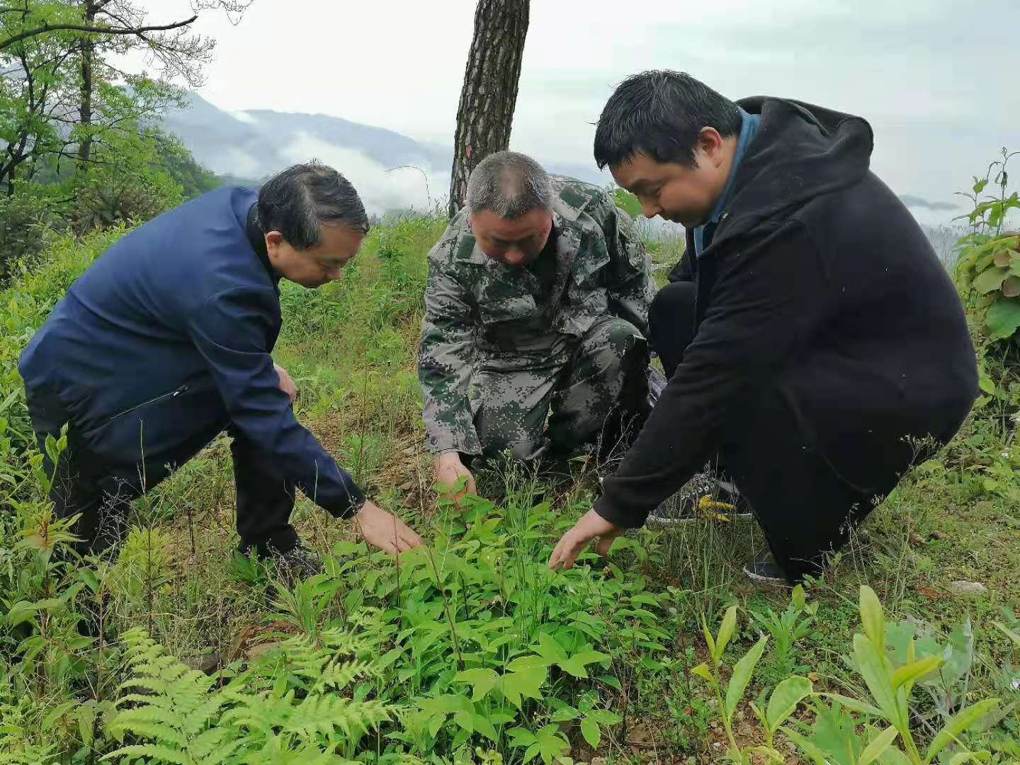 <b>中草藥種植及注意事項(xiàng)</b>